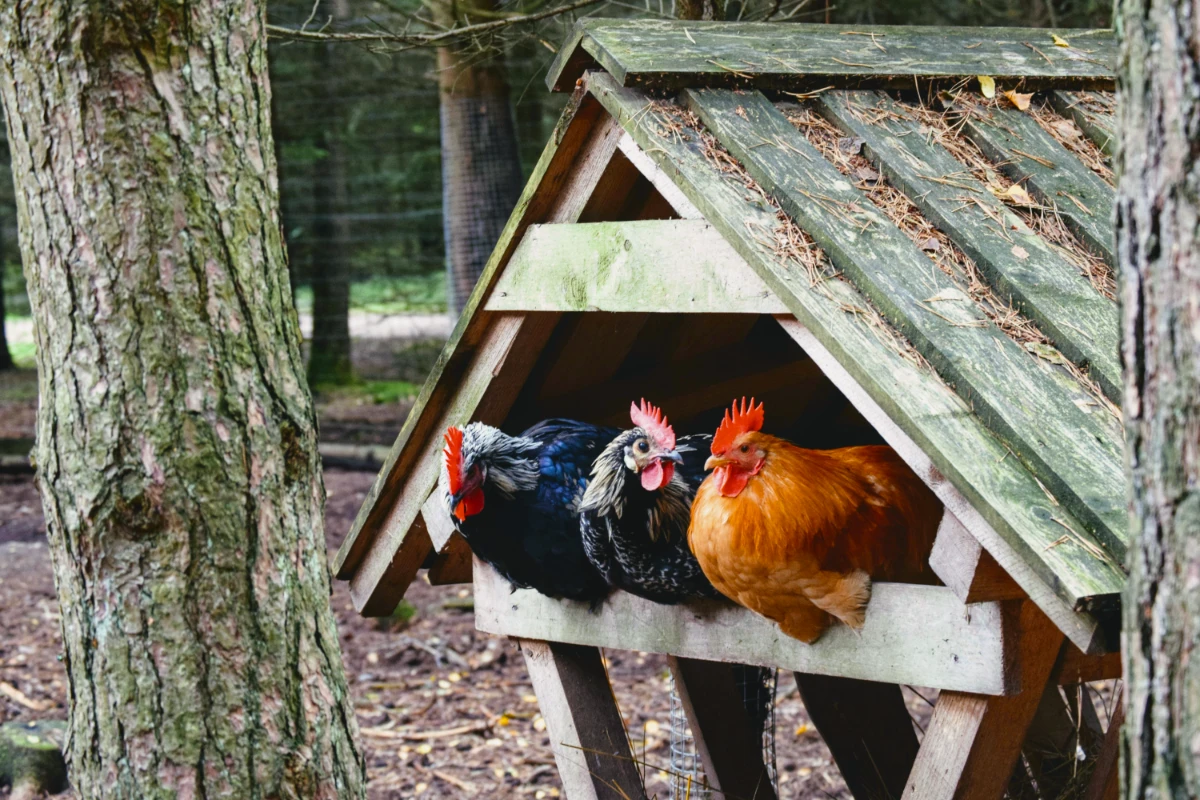 backyard-chicken-coop our backyard chicken coop