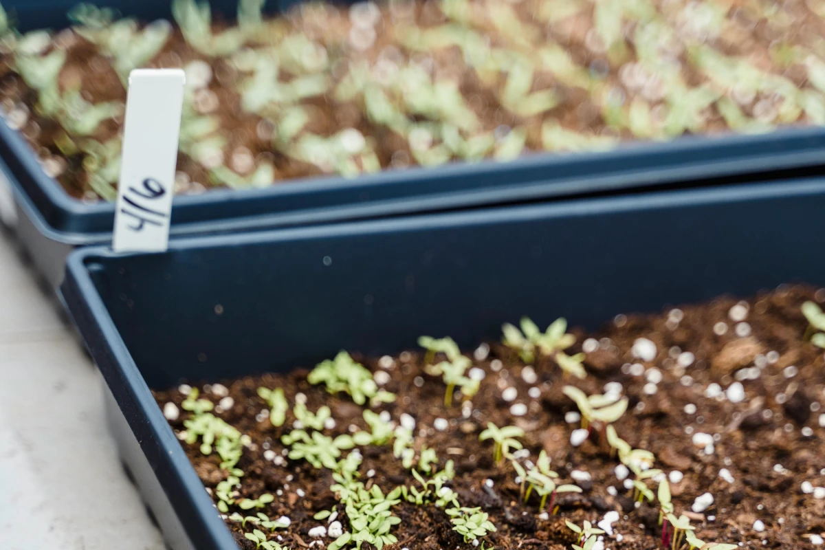 Heirloom seeds