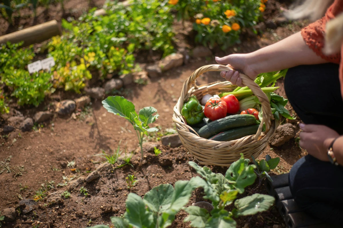 Homesteading