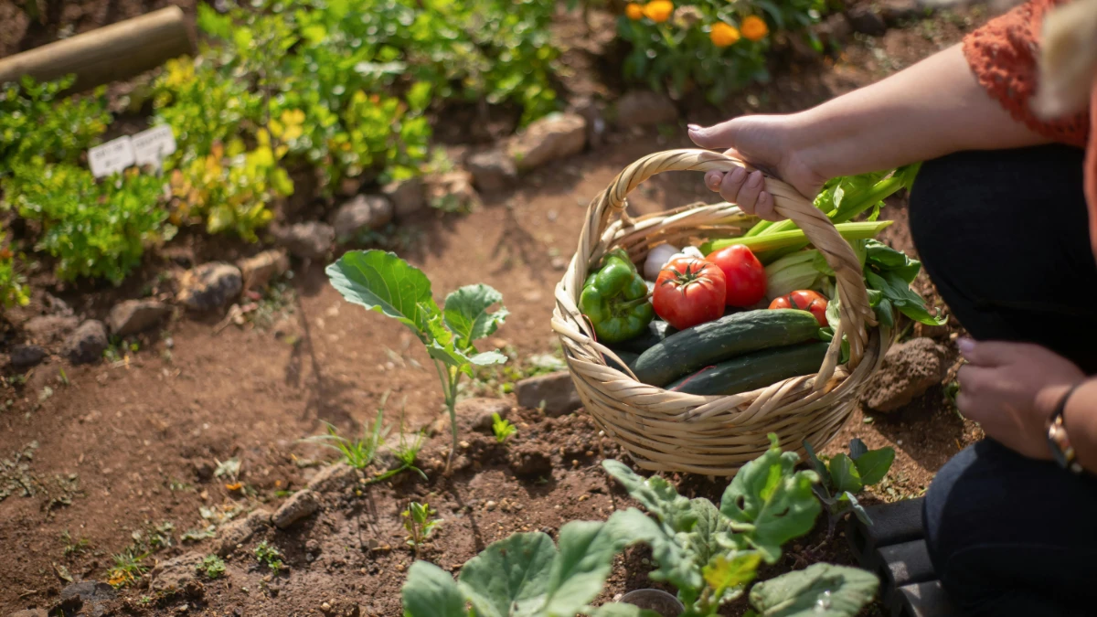 homesteading Homesteading